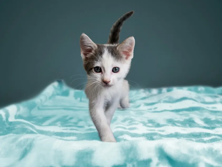 Elsa