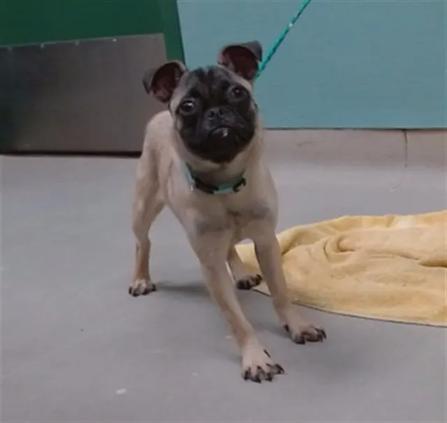 Adoptable Dog