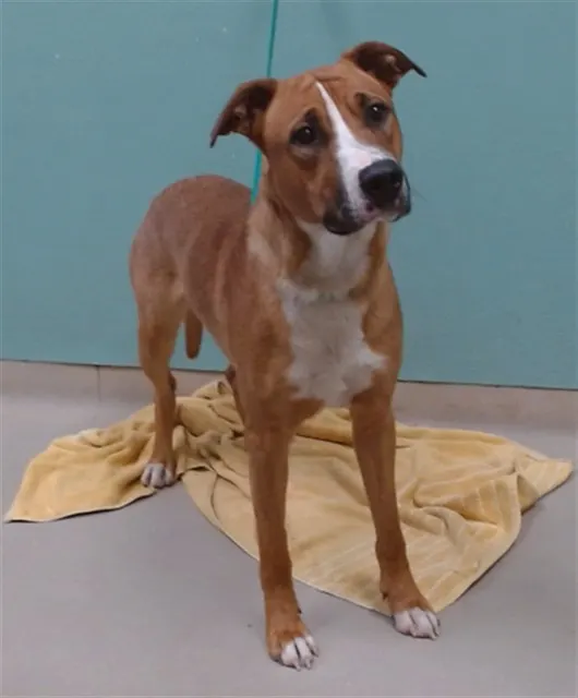 Adoptable Dog