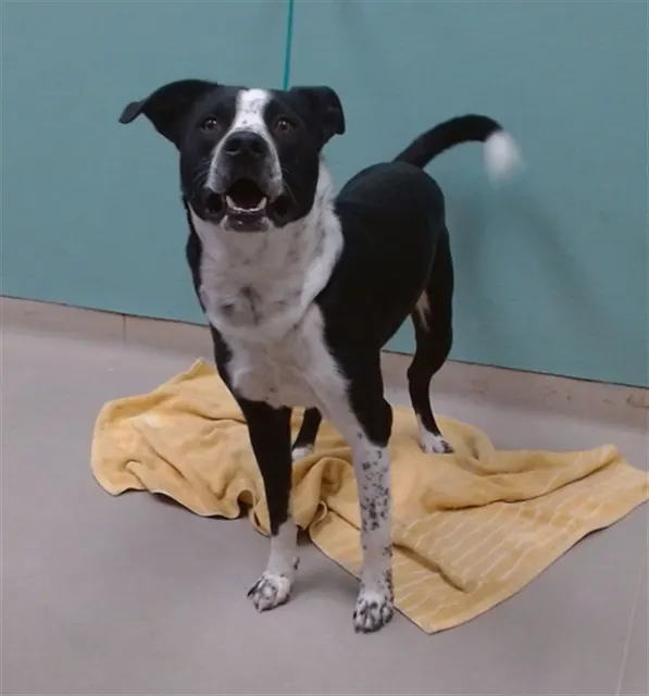 Adoptable Dog