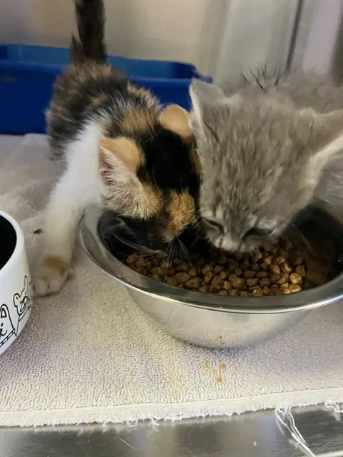 Adoptable Cat