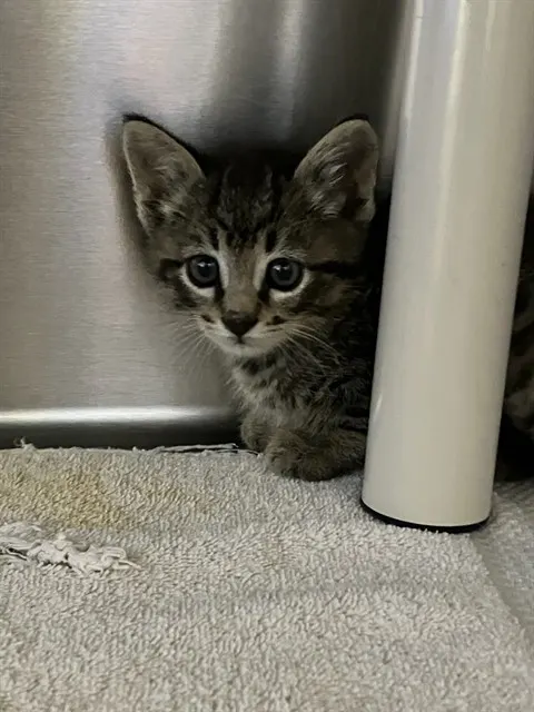 Adoptable Cat