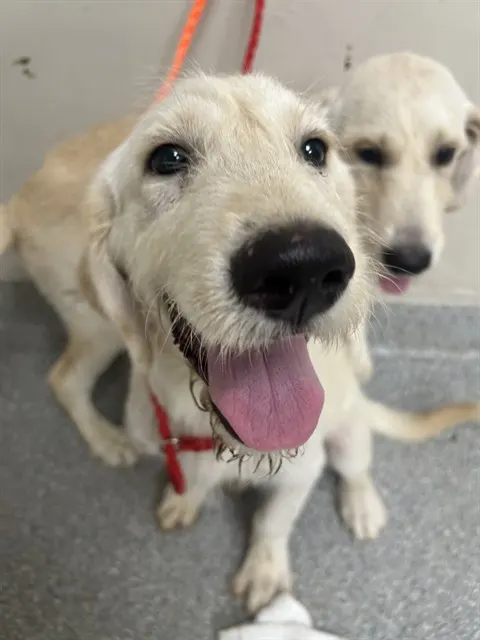 Adoptable Dog