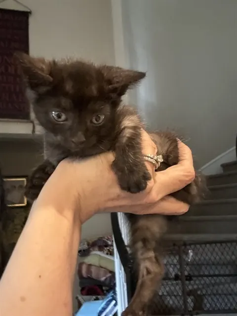 Adoptable Cat