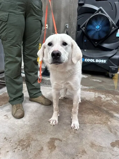 Adoptable Dog