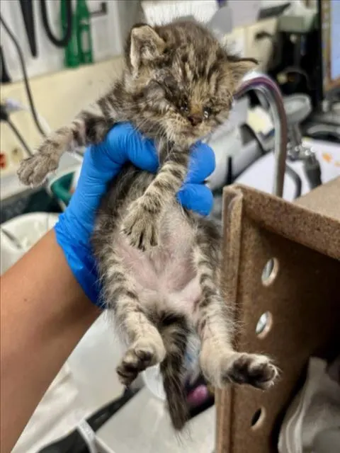 Adoptable Cat