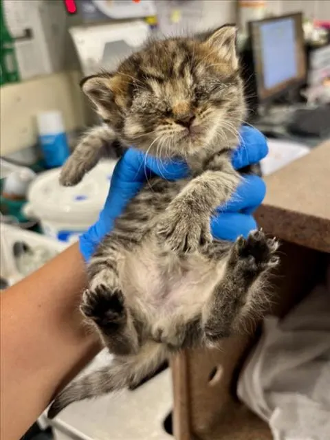 Adoptable Cat