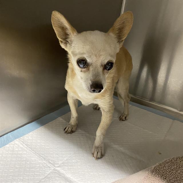 Adoptable Dog