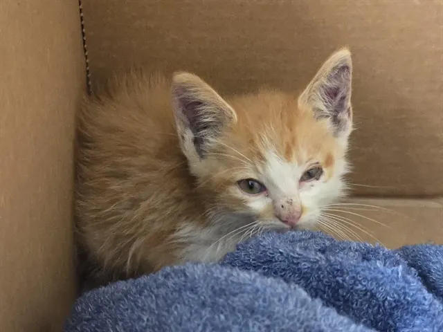 Adoptable Cat