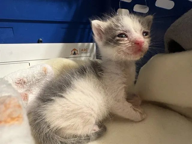 Needs Foster