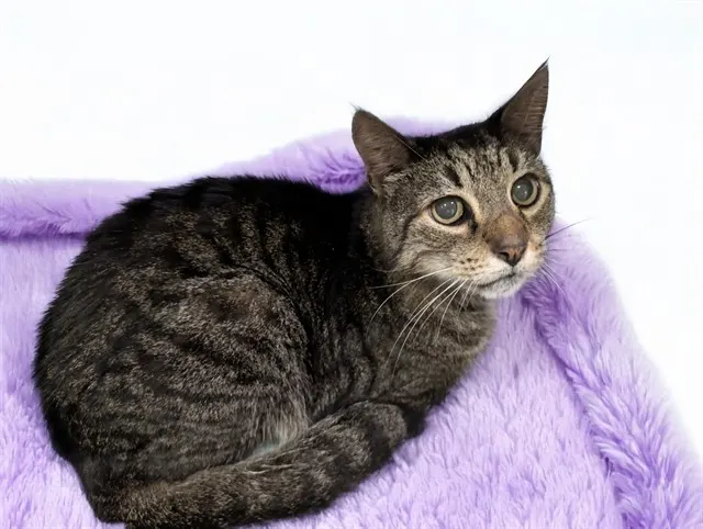 Stray Not Available