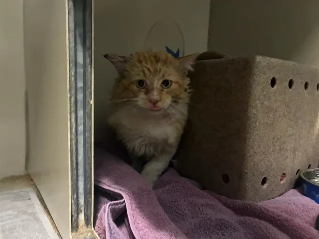 Adoptable Cat
