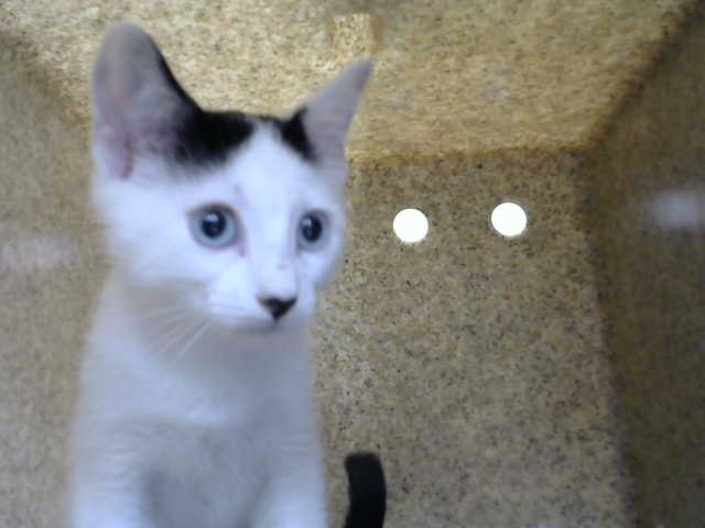 Oliver