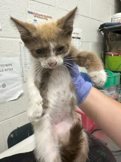 Adoptable Cat