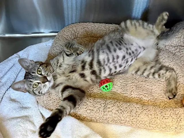 *Mittens