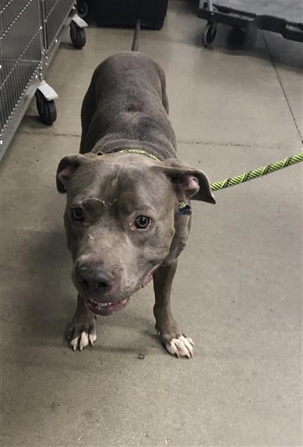 Adoptable Dog