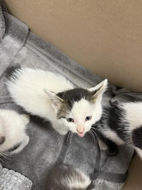 Adoptable Cat