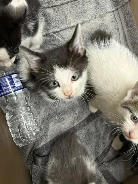 Adoptable Cat