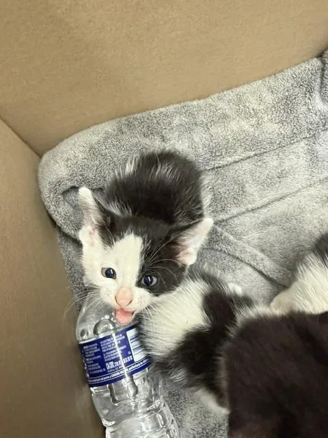 Adoptable Cat