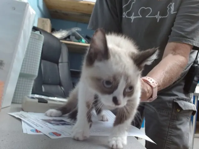 Luca