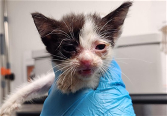 Adoptable Cat
