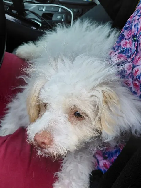 Adoptable Dog