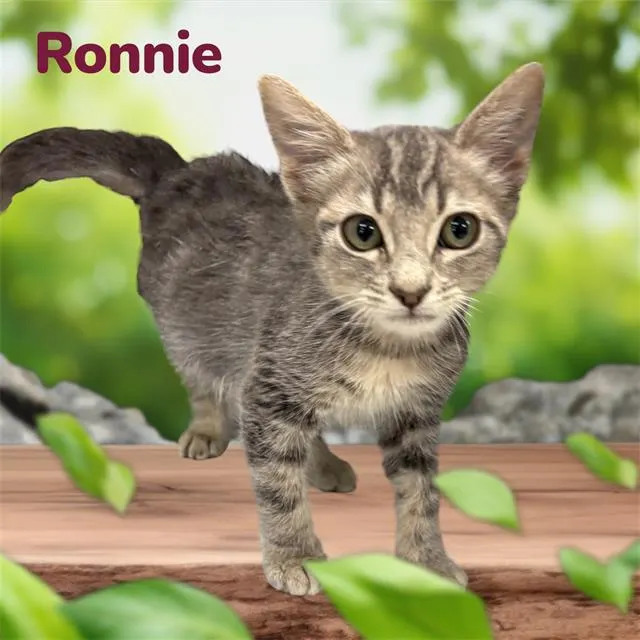 *Ronnie
