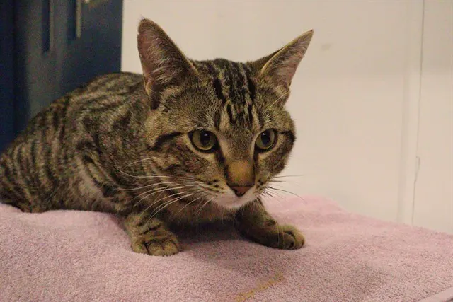 Adoptable Cat