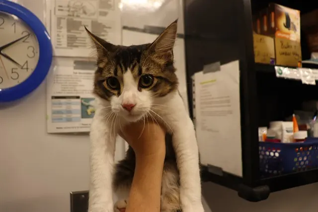 Adoptable Cat