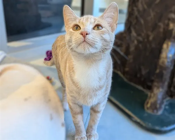 Weasley (Asc