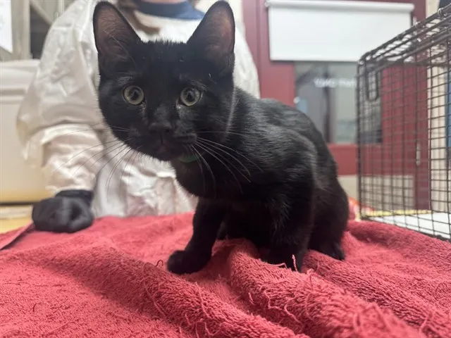 Berlioz