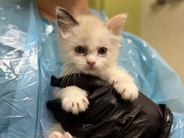 Snowball