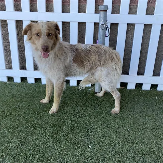 Adoptable Dog