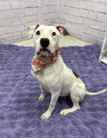 Talisa