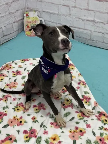 Taz