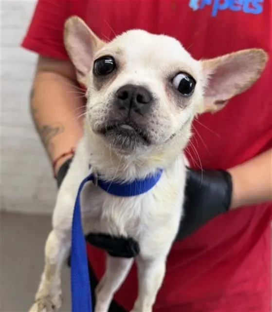 Adoptable Dog