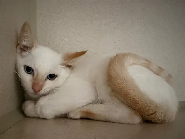 Marcel
