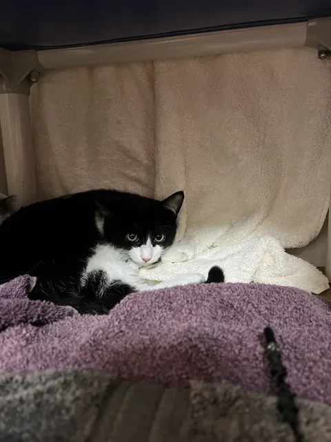 Monty