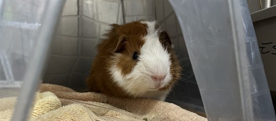 Nugget