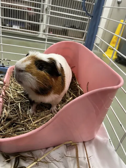 Luigi