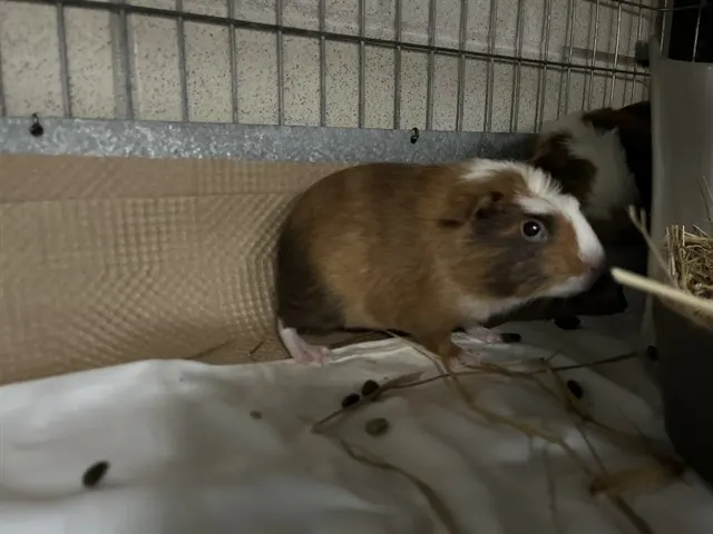Nell