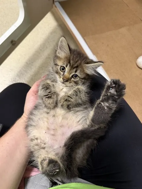 Drumstick