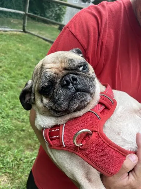 Brewster