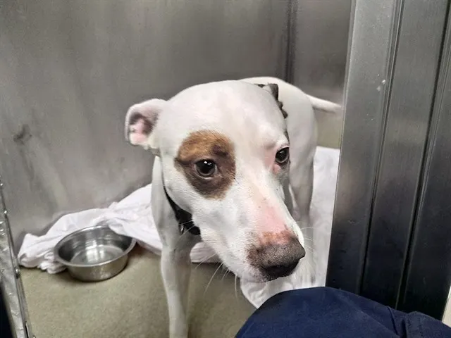 Adoptable Dog