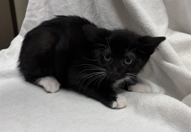 Mo