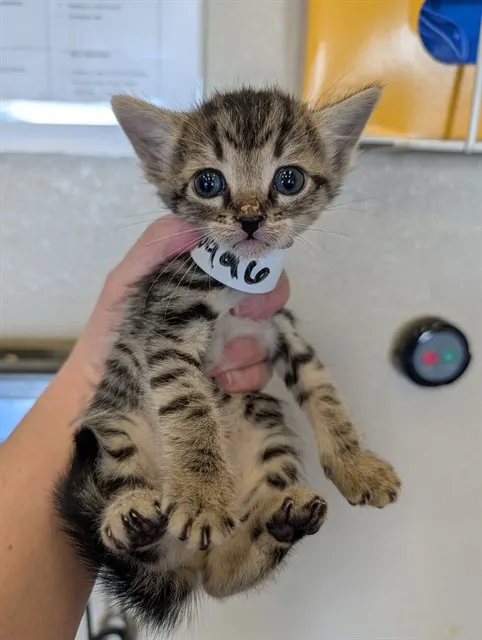 Striker - In Foster