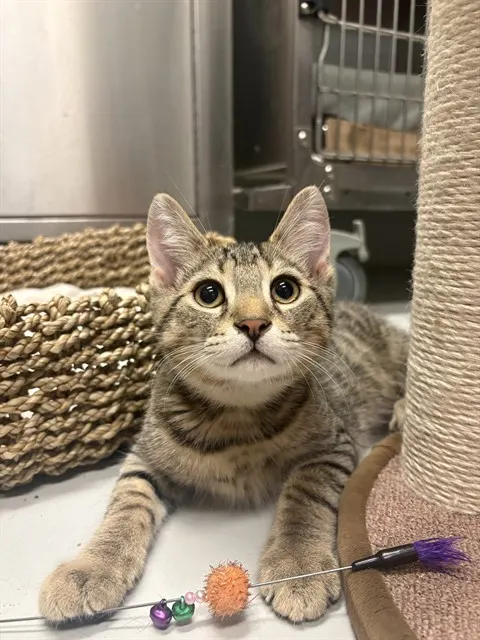 Cosmo