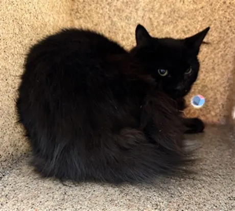 Mimi