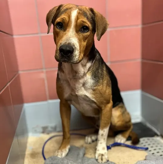 Adoptable Dog