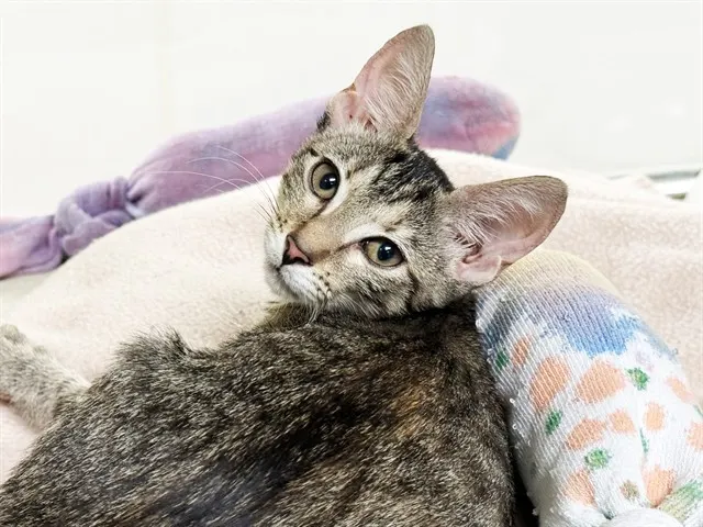 Marmalade